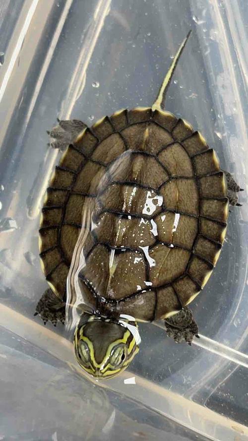 2025安南龟苗价格会涨还是跌？-图1