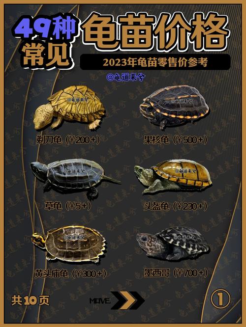 2025安南龟苗价格会涨还是跌？-图3