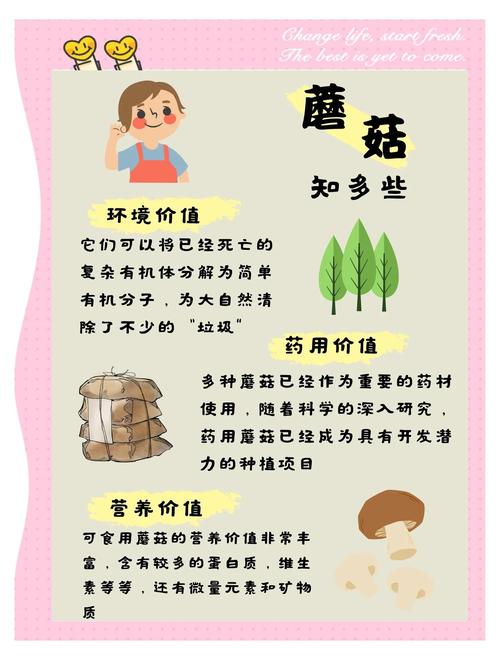 蘑菇种类多，种植技术有何关键？-图1