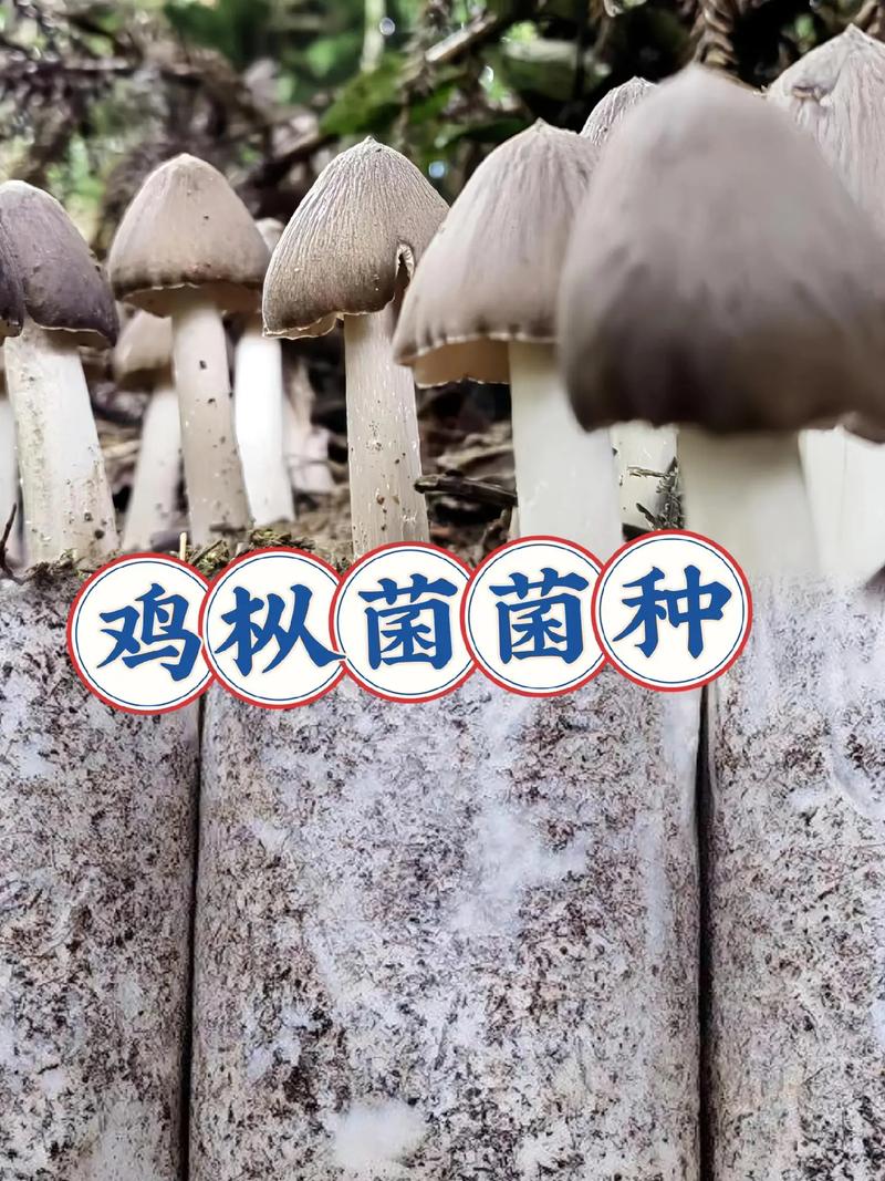 蘑菇种类多，种植技术有何关键？-图3