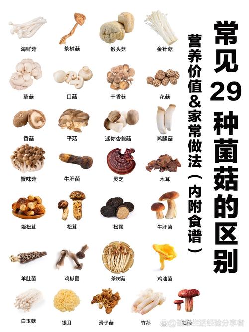 蘑菇种类多，种植技术有何关键？-图2