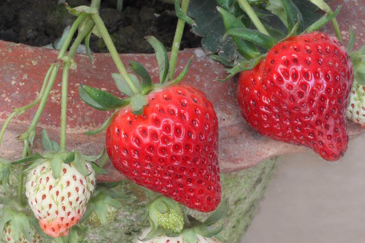 早熟草莓品种有哪些?-图3 早熟草莓品种有哪些?-图3