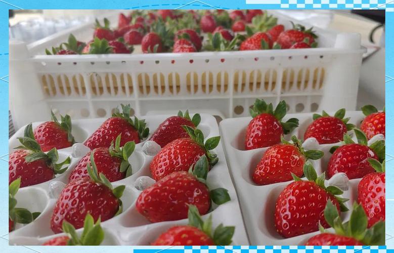 早熟草莓品种有哪些?-图1 早熟草莓品种有哪些?-图1