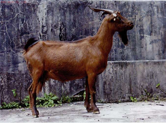 龙陵黄山羊养殖技术要点有哪些？-图2