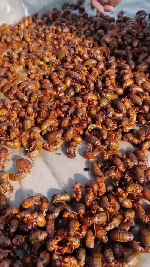 央视CCTV7蝉养殖技术有哪些要点？-图1