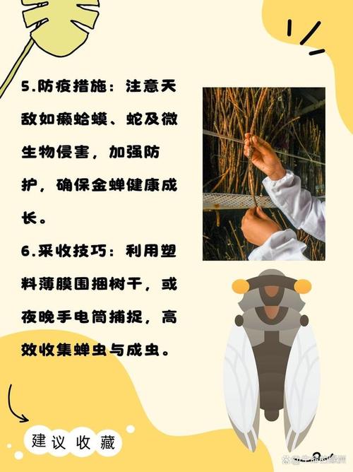 央视CCTV7蝉养殖技术有哪些要点？-图2