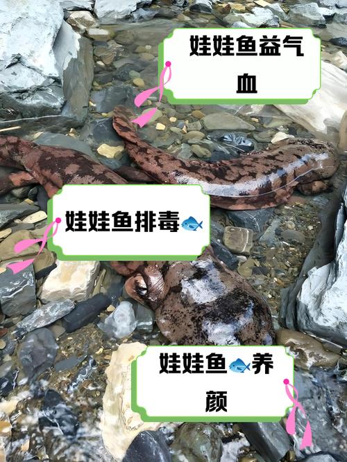 2025娃娃鱼最新价格多少？行情如何？-图2