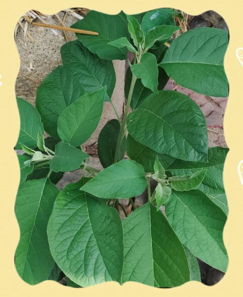 野茄子品种到底有多少种?-图1 野茄子品种到底有多少种?-图1