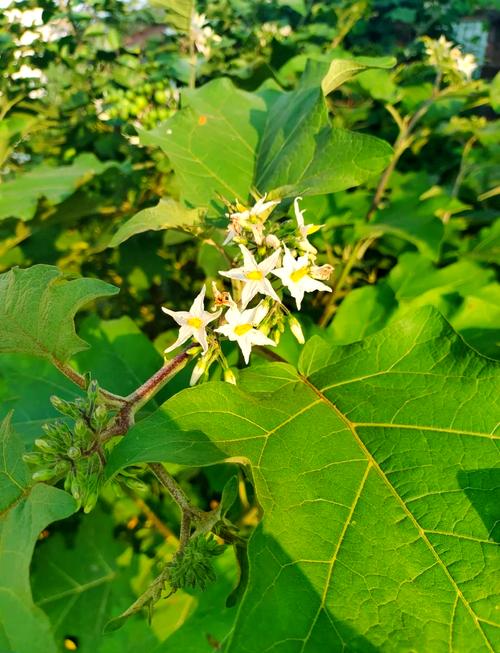 野茄子品种到底有多少种?-图2 野茄子品种到底有多少种?-图2