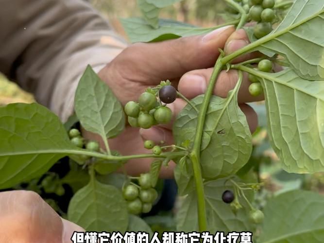 野茄子品种到底有多少种?-图3 野茄子品种到底有多少种?-图3