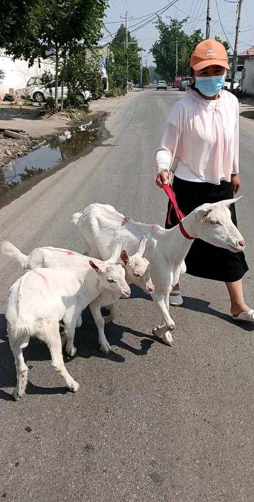 2025萨能奶山羊价格会涨还是跌？-图3