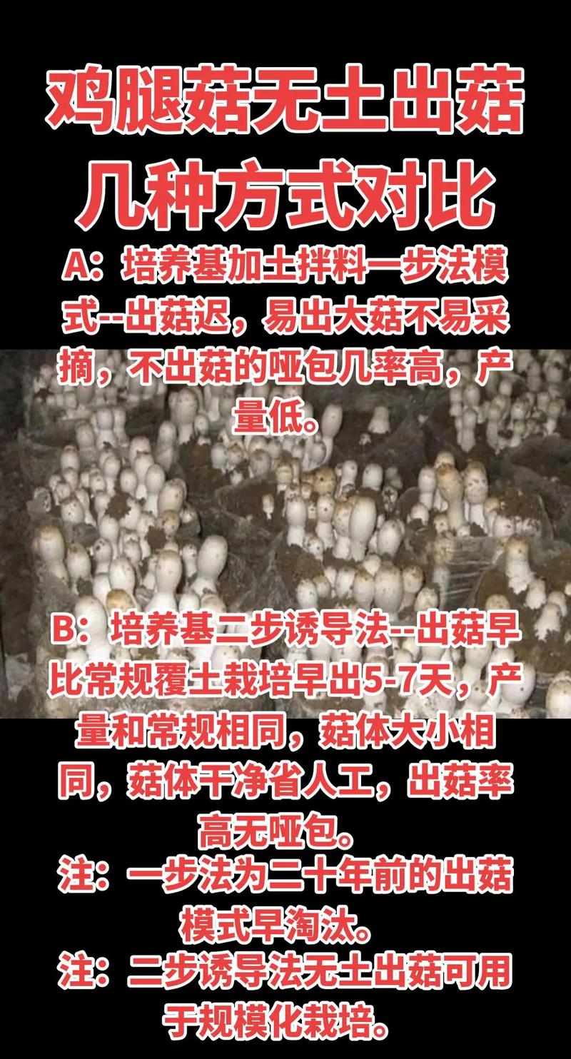 蘑菇种植技术好掌握吗？利润真有想象中高吗？-图1