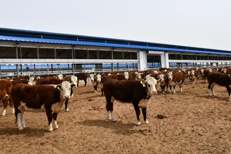 肉牛健康养殖技术前景如何？-图3