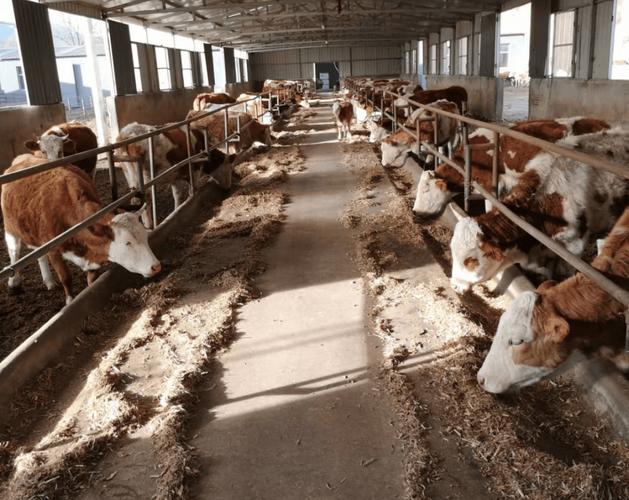 肉牛健康养殖技术前景如何？-图1