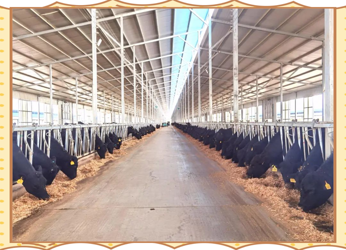 肉牛健康养殖技术前景如何？-图2