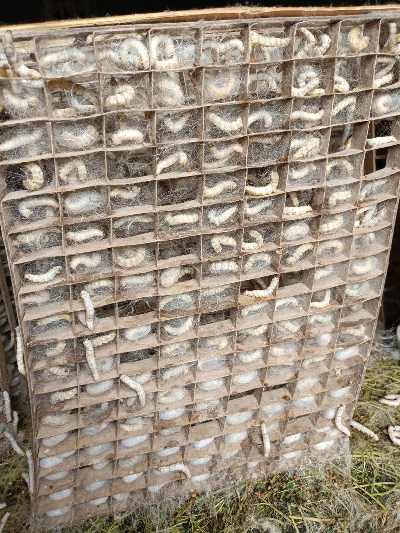 广西农广天地养蚕技术有何要点？-图3