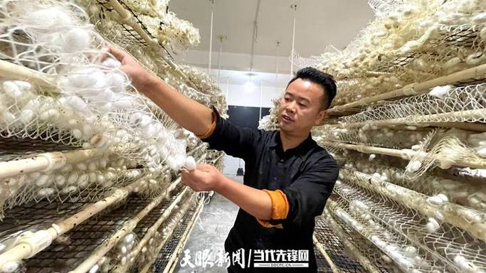 广西农广天地养蚕技术有何要点？-图2