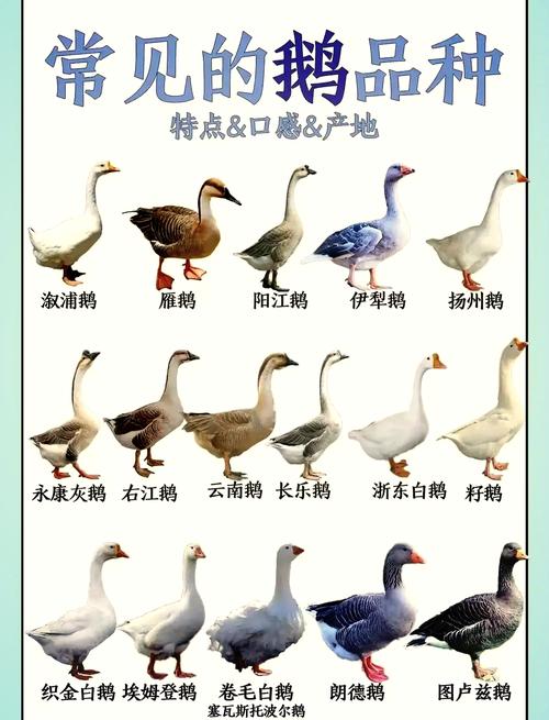 鹅的品种里，哪些颜值能打？-图1