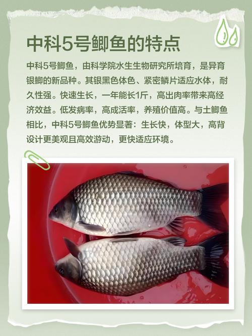 精养鲫鱼选什么品种最好？-图2