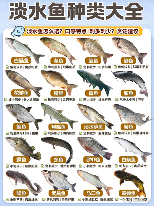 精养鲫鱼选什么品种最好？-图1