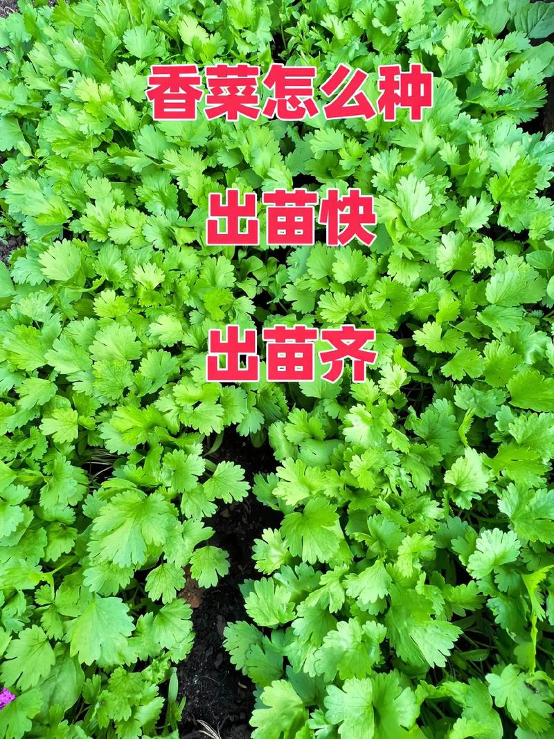温室冬季香菜咋种好？-图1