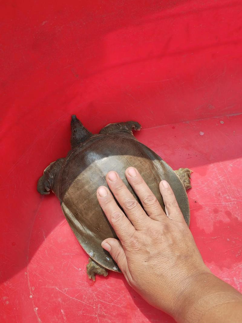 2025年甲鱼价格会涨还是跌？-图1