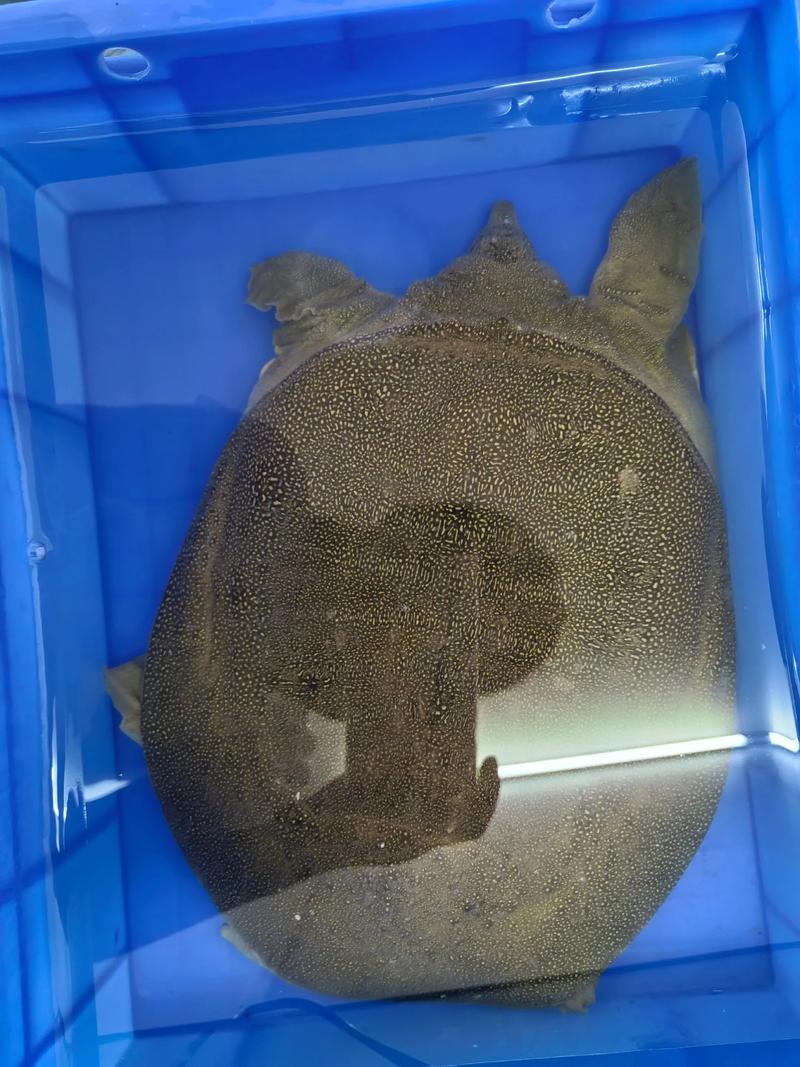 2025年甲鱼价格会涨还是跌？-图2