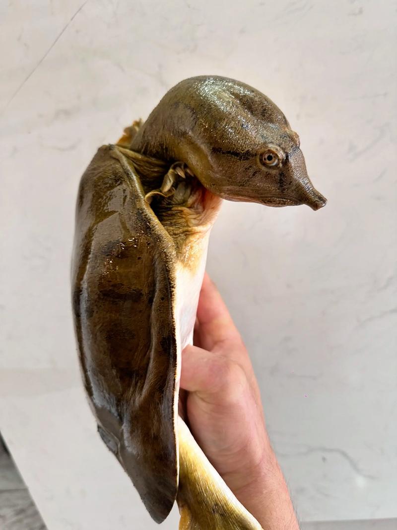 2025年甲鱼价格会涨还是跌？-图3