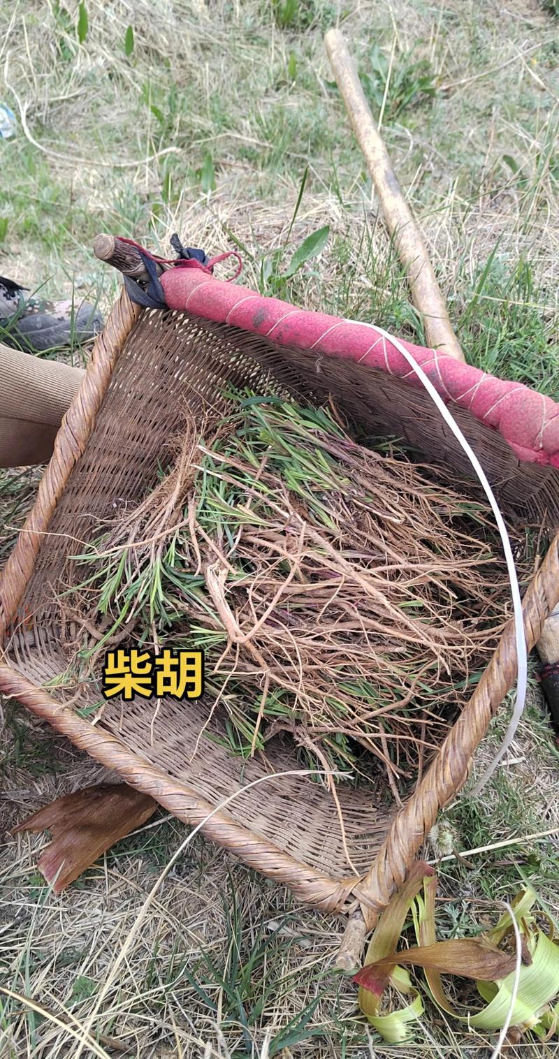 北柴胡种植技术视频有哪些要点？-图1