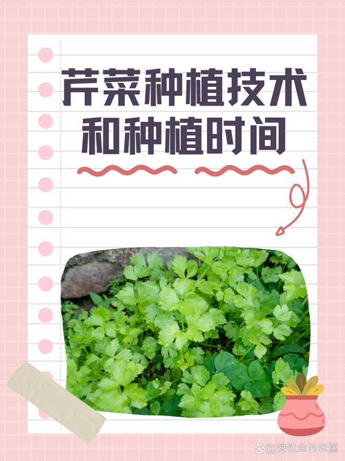 冬季芹菜如何实现高产栽培？-图2