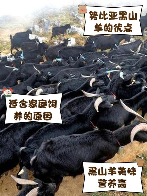 黑山羊品种有哪些？-图2