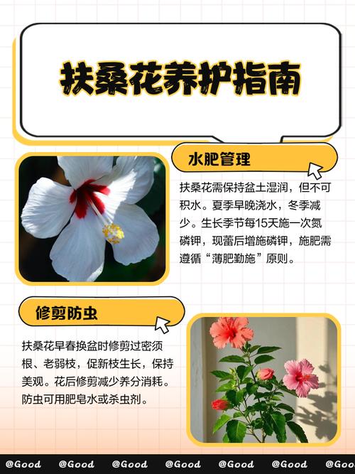 扶桑花修剪方法与技术有哪些要点？-图1