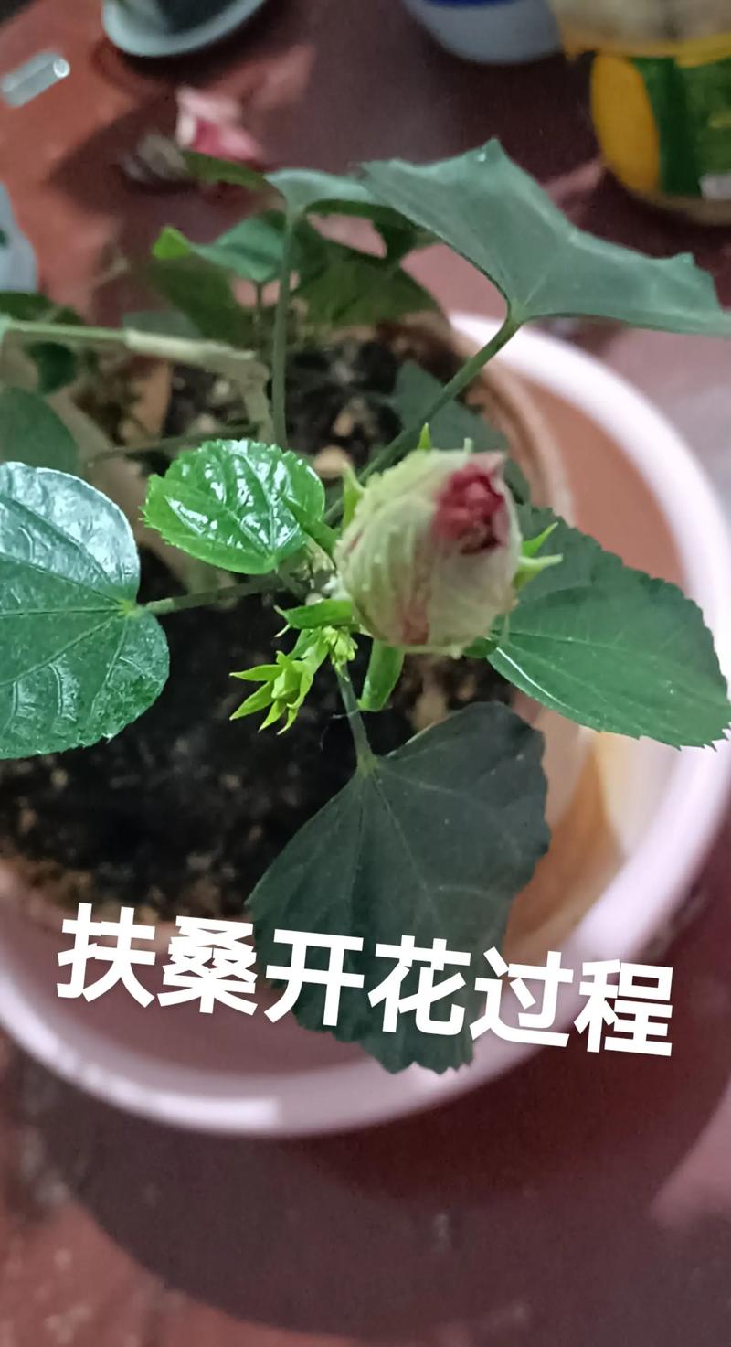 扶桑花修剪方法与技术有哪些要点？-图2