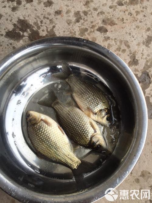 金鲫鱼养殖技术视频有哪些关键要点？-图2