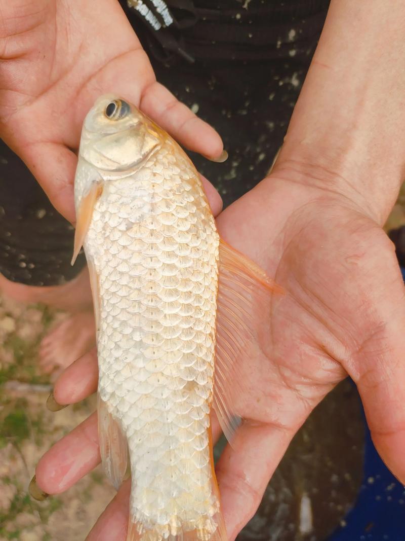 金鲫鱼养殖技术视频有哪些关键要点？-图1