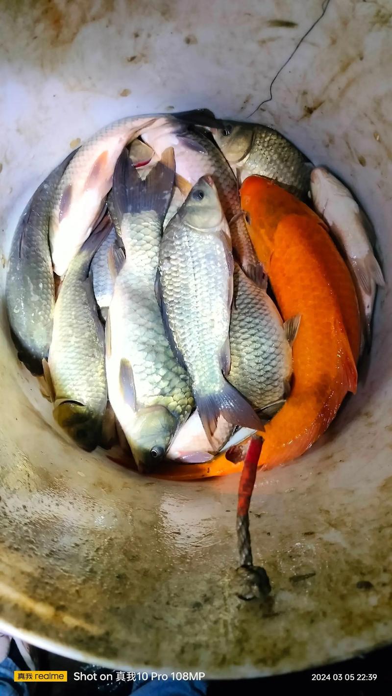 金鲫鱼养殖技术视频有哪些关键要点？-图3