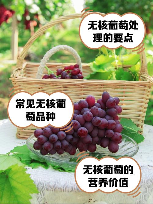 无籽葡萄是什么品种？-图1