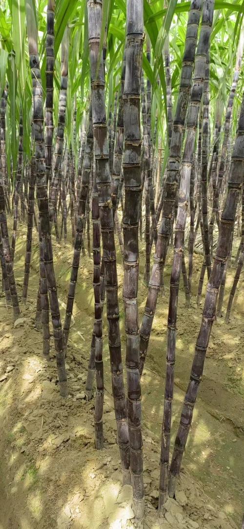 广西高糖蔗常见品种有哪些？-图1