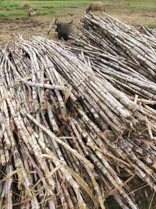 广西高糖蔗常见品种有哪些？-图2