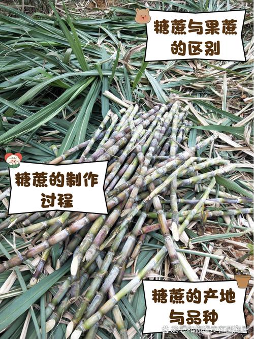 广西高糖蔗常见品种有哪些？-图3