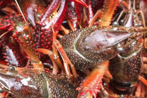 湖北小龙虾批发价今日行情如何?-图2 湖北小龙虾批发价今日行情如何?-图2