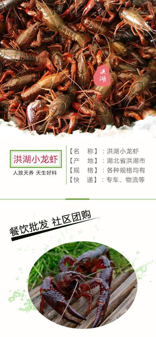 湖北小龙虾批发价今日行情如何？-图3