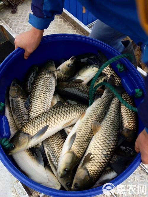 草鱼养殖新技术视频有哪些关键点？-图3