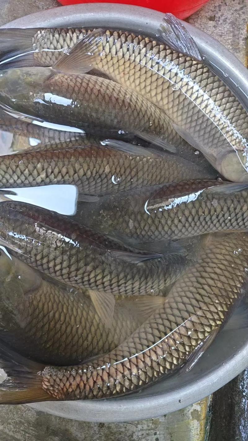 草鱼养殖新技术视频有哪些关键点？-图2