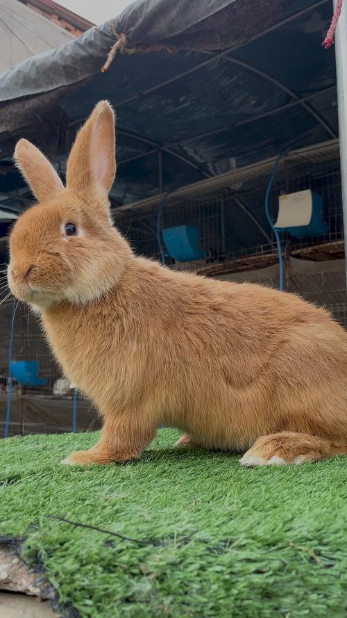 产肉量最高的兔子品种是哪一种？-图1