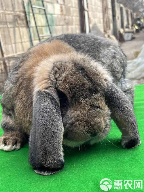 产肉量最高的兔子品种是哪一种？-图3