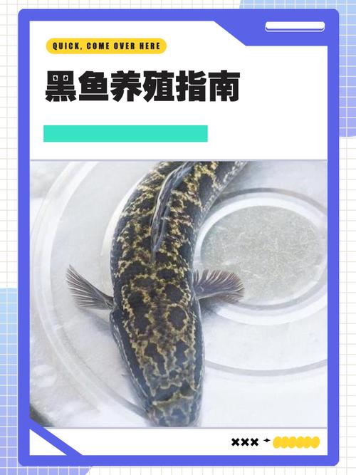 室内黑鱼养殖技术培训，如何快速掌握核心技巧？-图3
