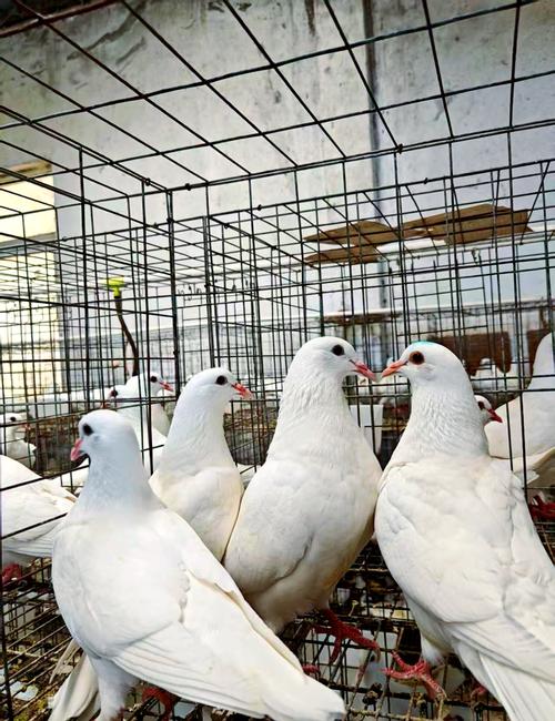 什么品种肉鸽繁殖力强？-图2