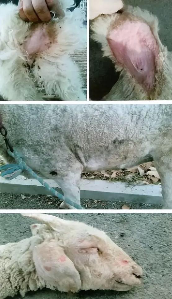 本地养羊如何有效预防疾病？-图1