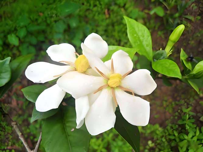 栀子花品种能吃吗？-图2